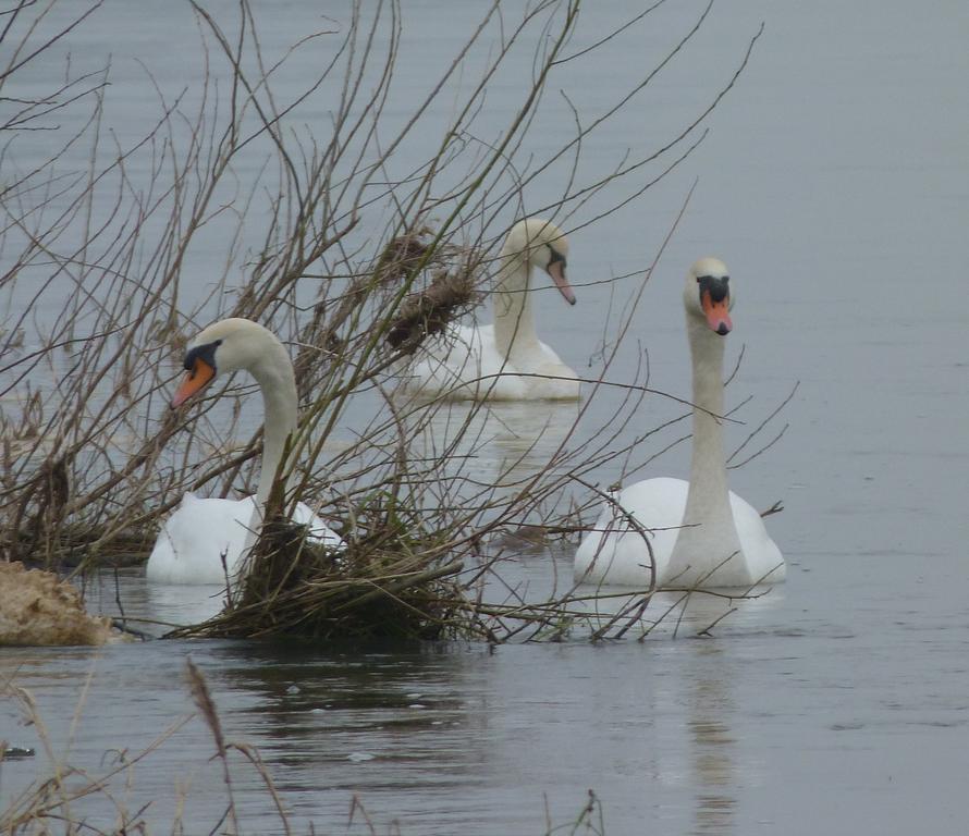 Les Gites De Colliers Muides-sur-Loire Zimmer foto